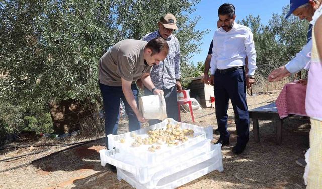 Kaymakam Battal, incir hasadında üreticilerle bir araya geldi