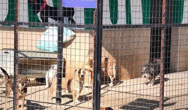 Germencik'te barınaktaki can dostlar yuvalarını bekliyor