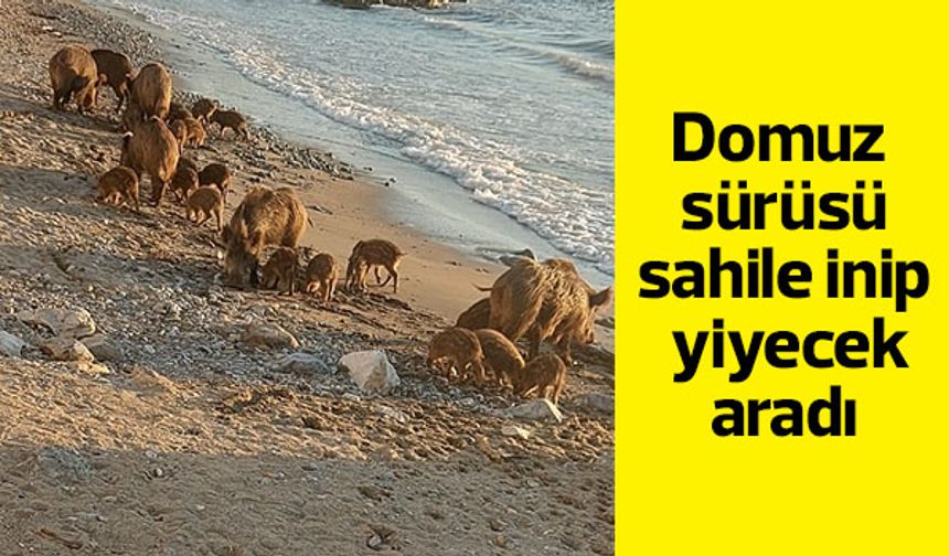 Domuz sürüsü sahilde yiyecek aradı