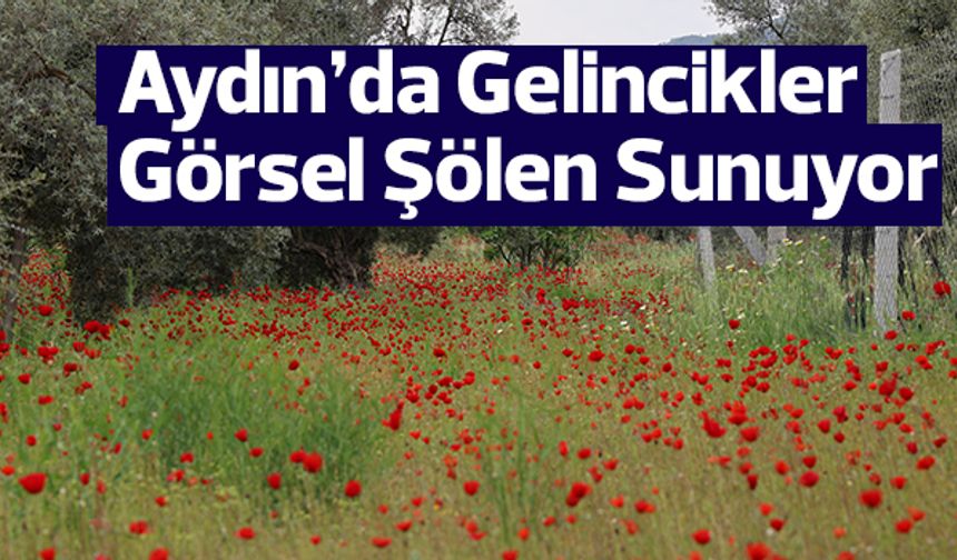 Aydın’da Gelincikler Görsel Şölen Sunuyor
