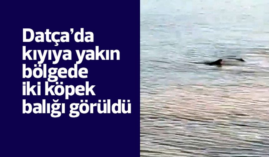 Datça’da kıyıya yakın bölgede iki köpek balığı görüldü