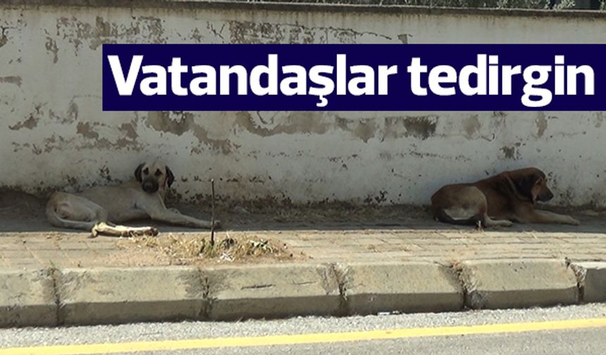 Vatandaşlar tedirgin