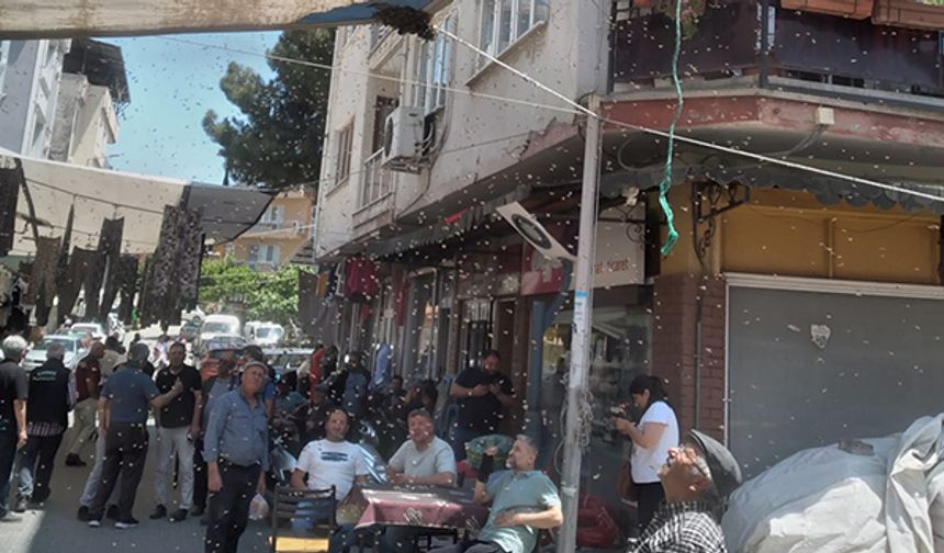 Pazarı arılar bastı