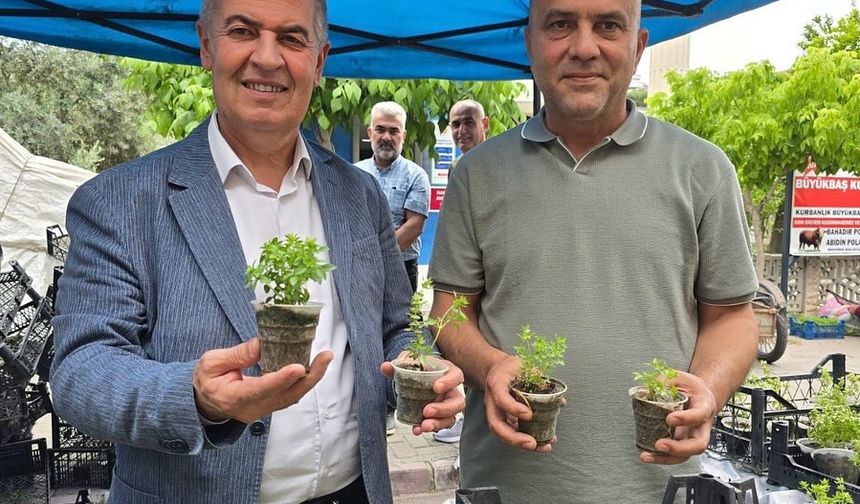Doğal sivrisinek kovar fesleğenler yoğun ilgi gördü