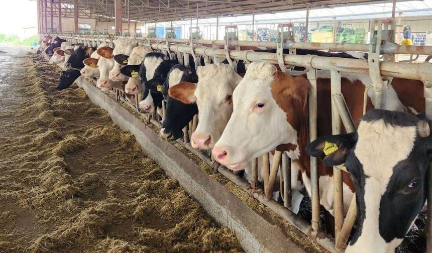 Aydın’da Şap Alarmı: 3 İlçede 27 Mahalle Karantinaya Alındı