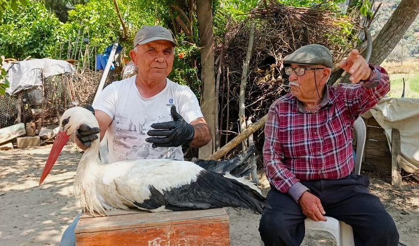 Kamyon çarpan leylek tedavi altına alındı