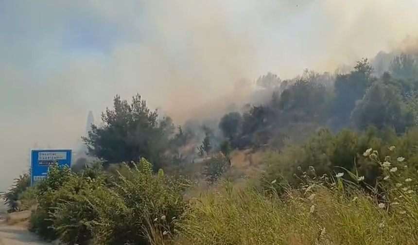 Söke’deki yangın ormana sıçradı