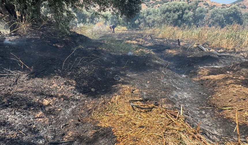 İncirliova’da zirai alanda yangın çıktı