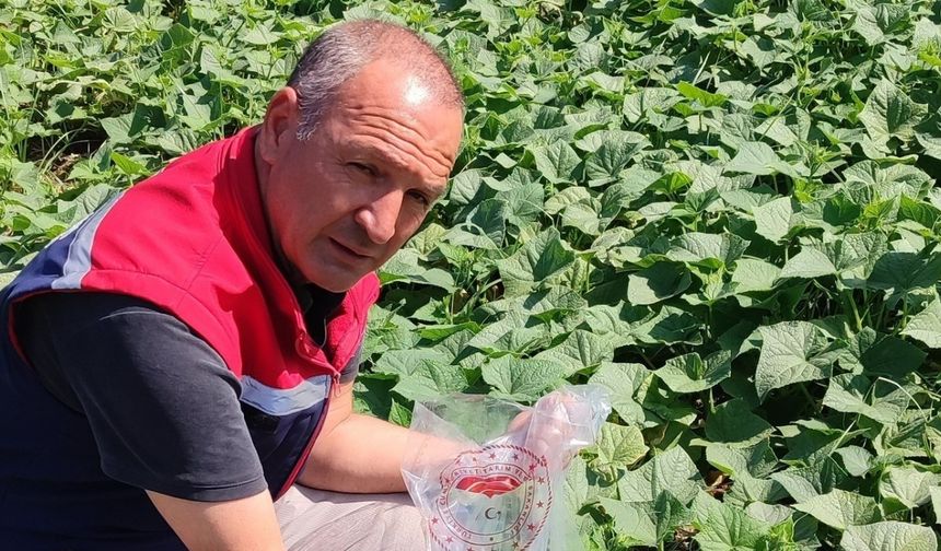Hasat öncesi salatalık pestisit kontrolü yapıldı