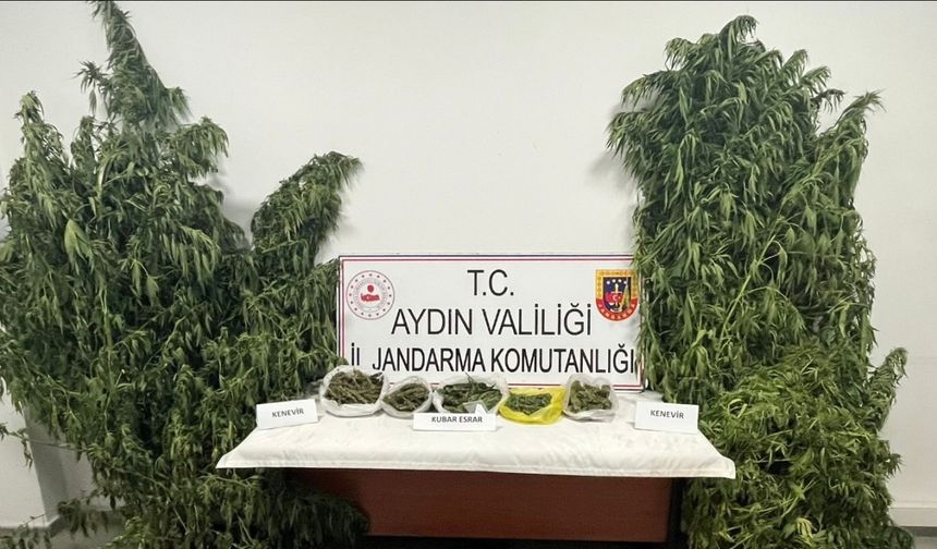 Kestane bahçesinde kenevir yetiştiren şüpheli yakalandı