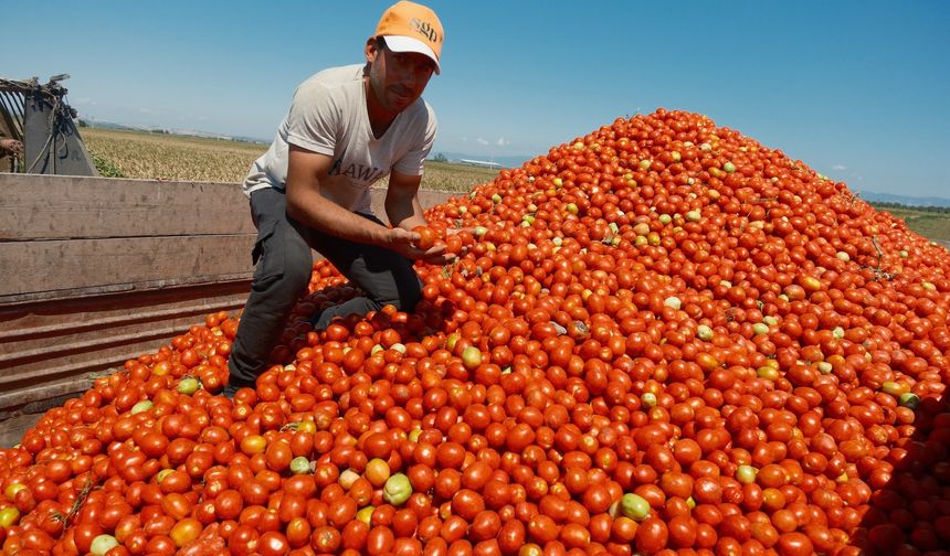 Iphone 17 almak için 30 tır karpuz ya da 2 tır domates satmak gerekiyor