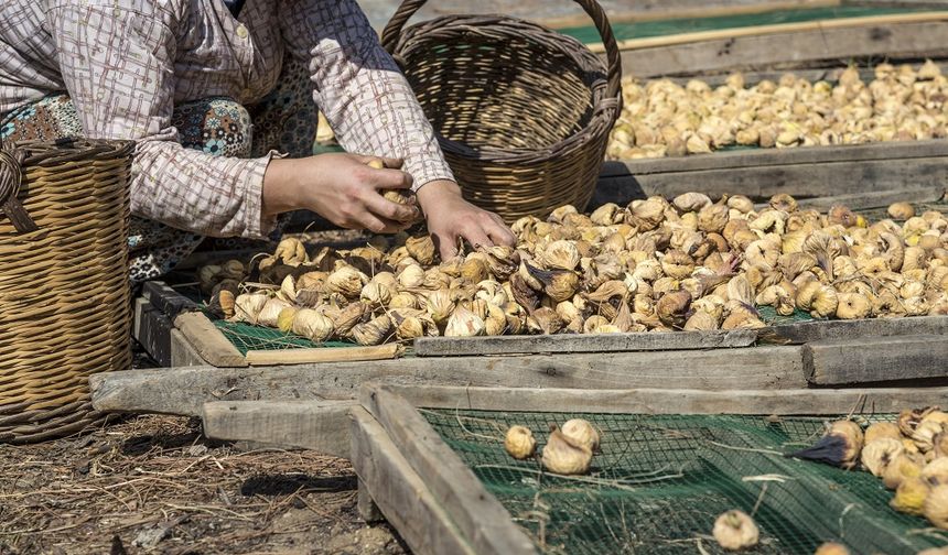 Kuru incirin ihracat yolculuğunun başlayacağı tarih belli oldu