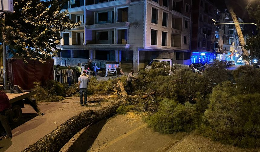 Rüzgar Çam Ağacını Yan Yatırdı, Cadde Trafiğe Kapandı