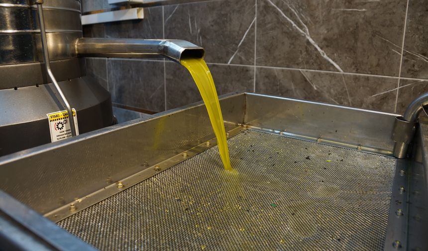 Aydın’da zeytinin yağa dönüşümü başladı