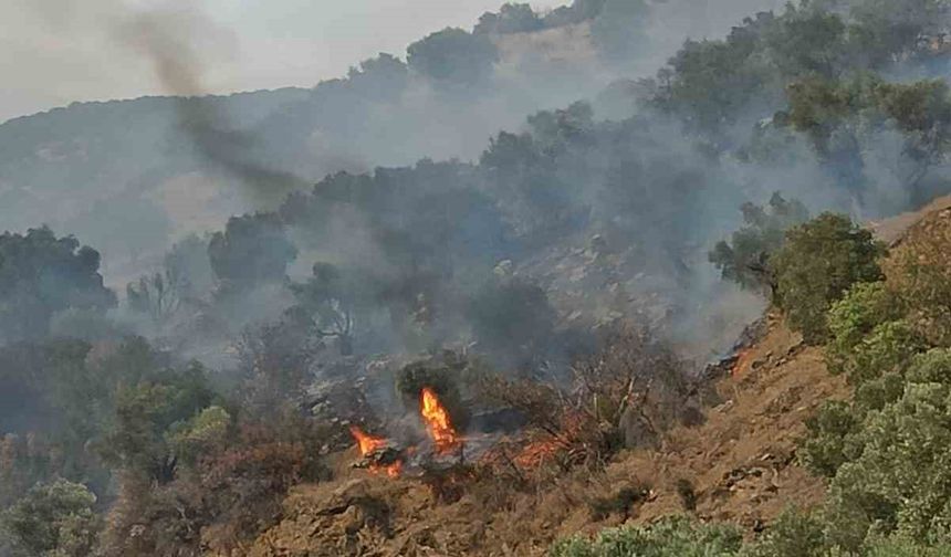 Bozdoğan’da orman yangını