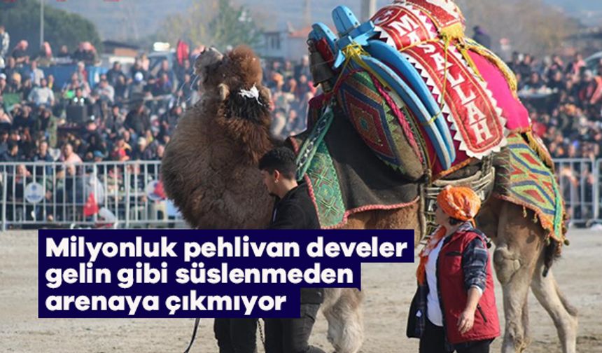 Milyonluk pehlivan develer gelin gibi süslenmeden arenaya çıkmıyor