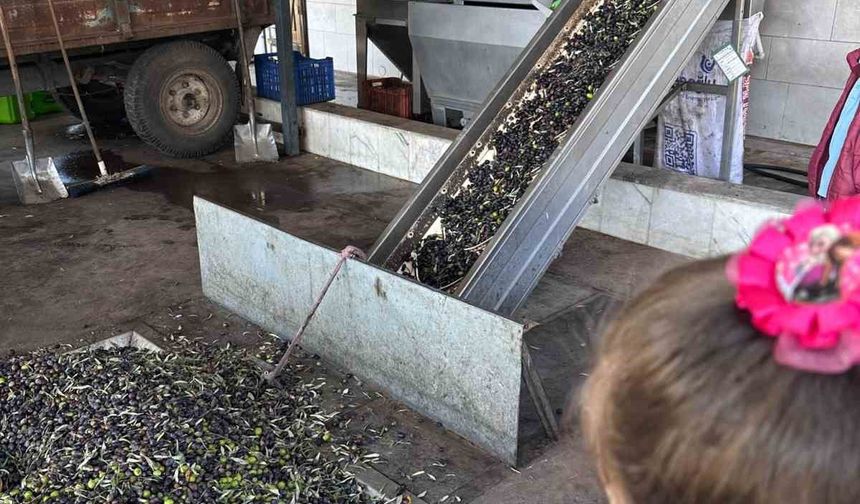 Minikler zeytinin ağaçtan sofraya uzanan serüvenini uygulamalı öğrendi