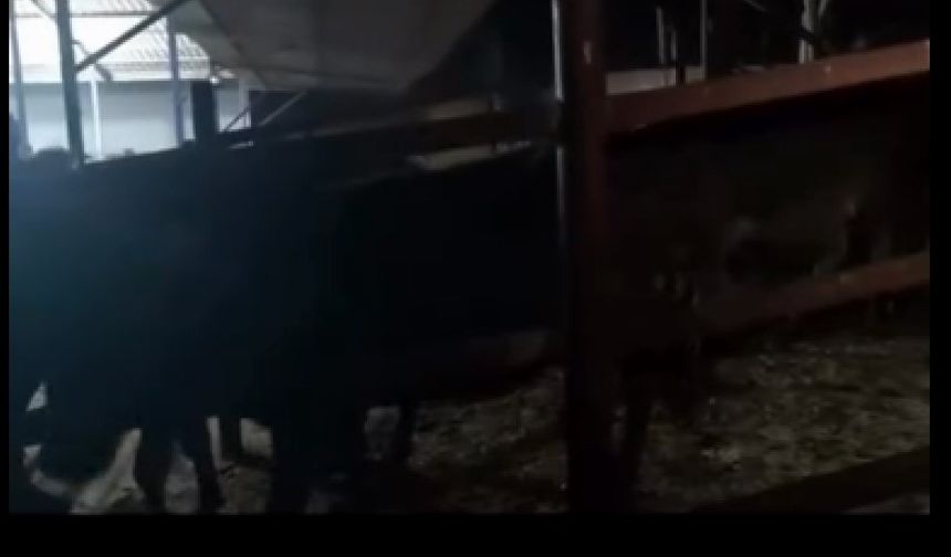 Pasaportsuz hayvan transferi yapanlar cezasız kalmadı