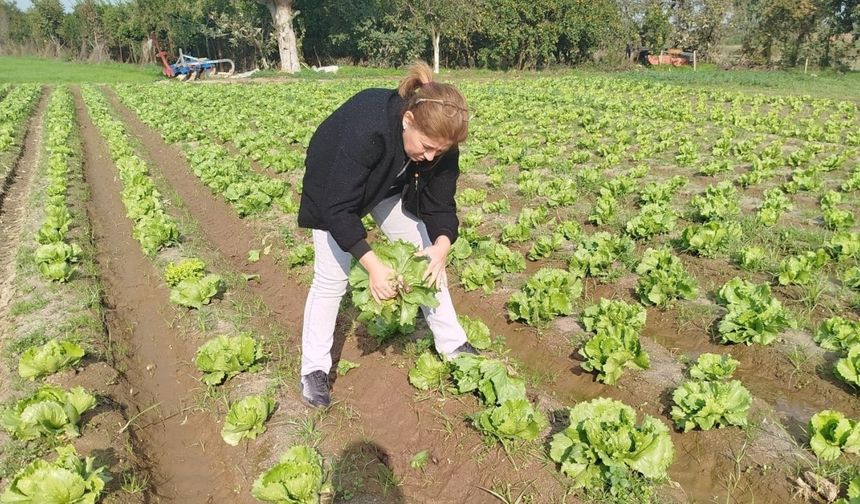 Söke’de gıda güvenliği için marul tarlalarında numune alındı