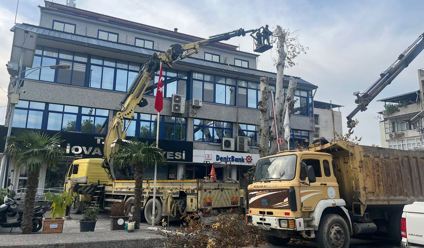 İncirliova'da tarihi çınar ağacı budandı