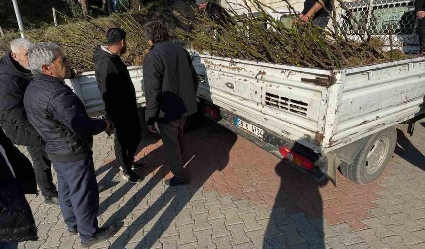 Köşk'te üreticiye tüplü incir fidanı desteği