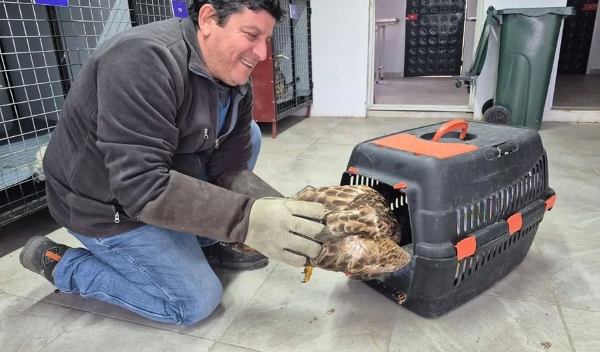 Germencik'te belediyenin ihbar hattı yaban hayvanlarına da umut oluyor