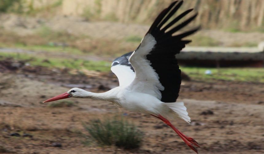 Aydın'da ilk leyleği gördü, bir çuval unu kaptı