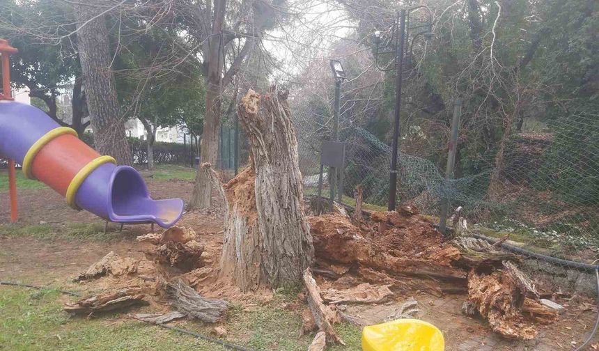 Bozdoğan'da ağaç devrildi, duvar çöktü: 2 yaralı