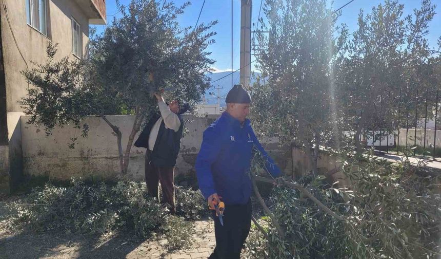 Buharkent'te kursiyerler zeytin ağaçları başında ter döktü