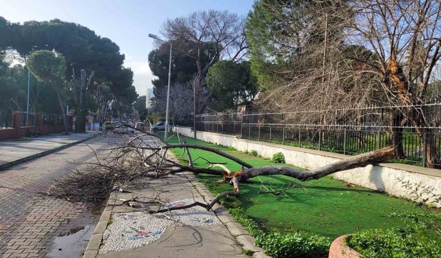Çürüyen ağaç yola devrildi, facia ucuz atlatıldı