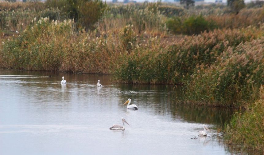 EKODOSD Başkanı Sürücü: 'Söke Ovası antik dönemdeki deniz görünümüne döndü'