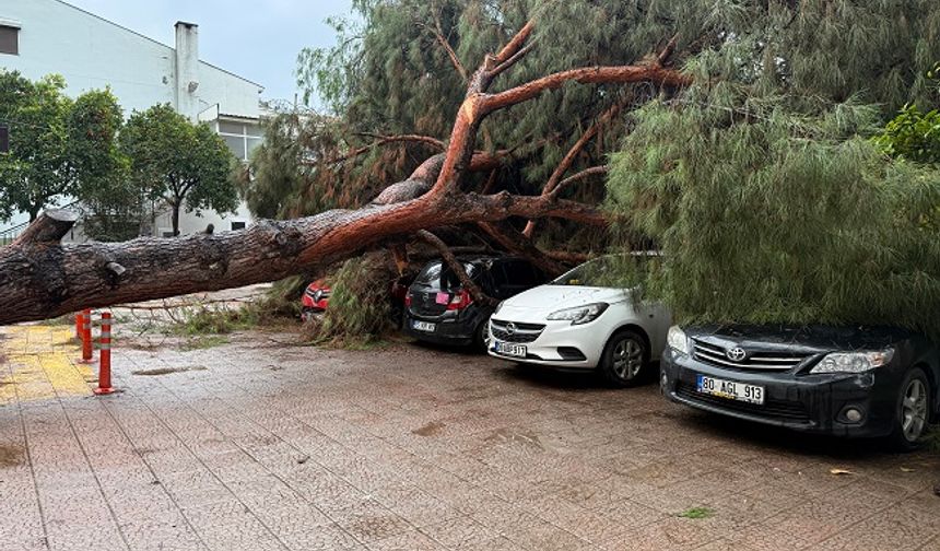 Aydın’da çam ağacı devrildi 4 araç zarar gördü
