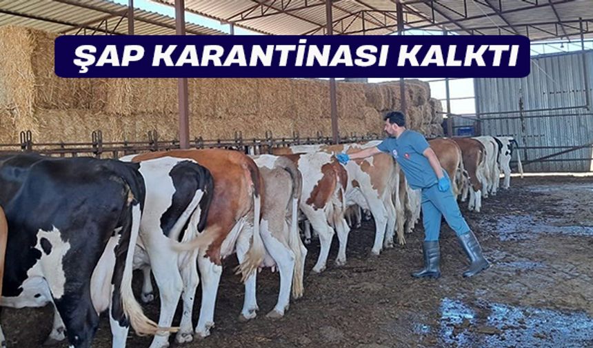 Söke’de şap karantinası kalktı
