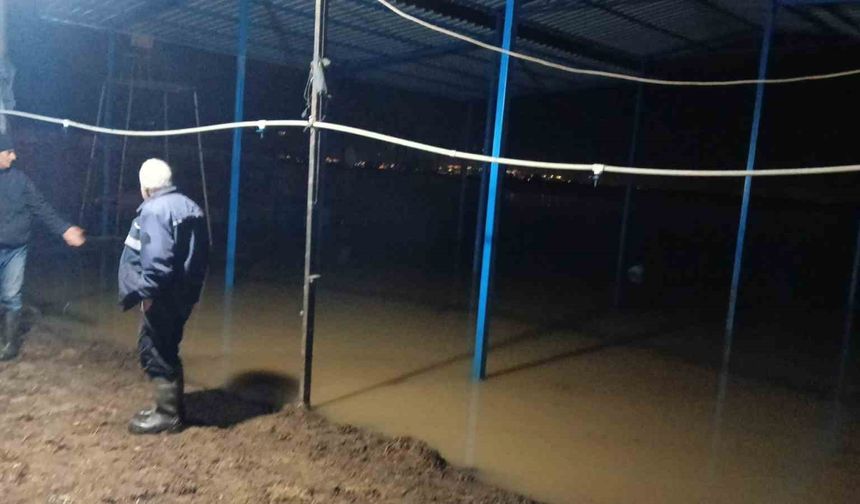 Koçarlı'da su baskını sonrası hayvan tahliyesi sürüyor