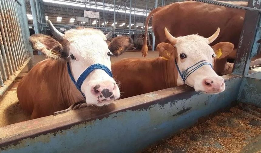 Köşk'te şap karantinası