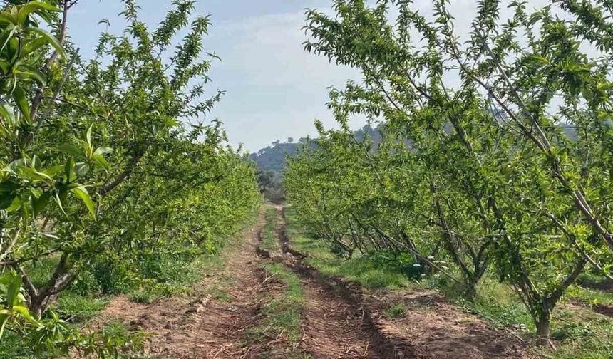 Ağaçlar çiçek açtı, bahçelerde meyve tutumu takibi yapıldı