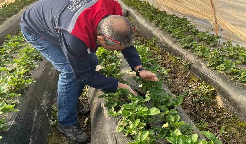 Aydın'da hasat öncesi çilek bahçeleri kontrol edildi