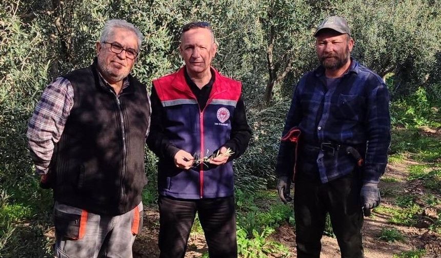 Aydın'da zeytin bahçeleri kontrol edildi