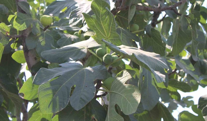 İncir üretiminde yenilenebilir enerjinin etkisi araştırılacak