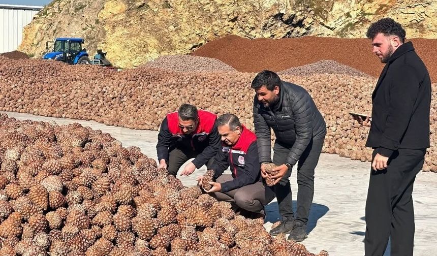 Koçarlı'da Çam Fıstığı işleme tesisindeki çalışmalar yerinde incelendi