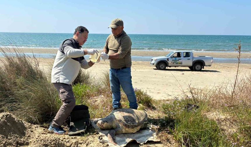 Kuşadası'nda deniz kaplumbağası ölümleri artıyor: Bir haftada 7 kayıp