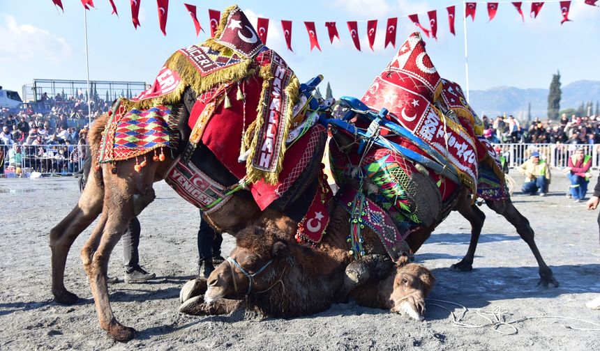 Hasret bitiyor yılın ilk güreşi İncirliova'da yapılacak