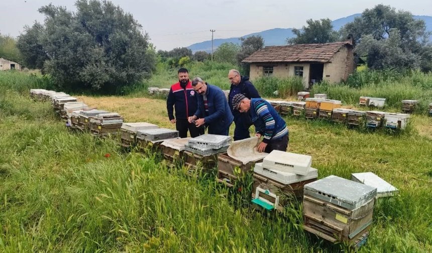 Aydın'da ana arı üretim kovanları denetlendi