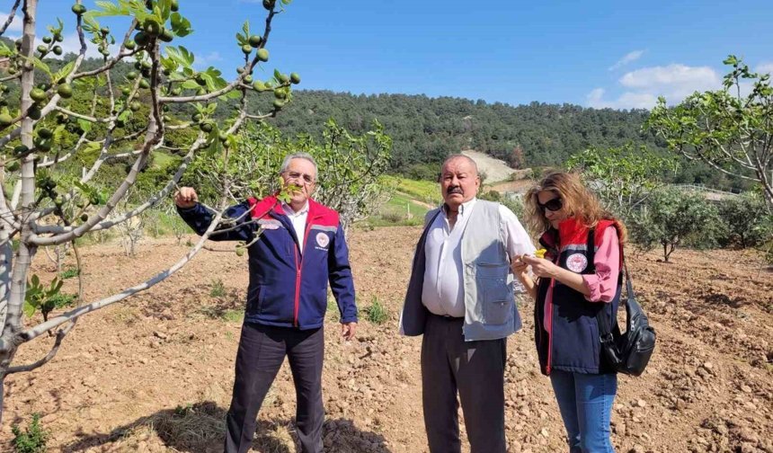 Buharkent'te ilek bahçeleri kontrol edildi