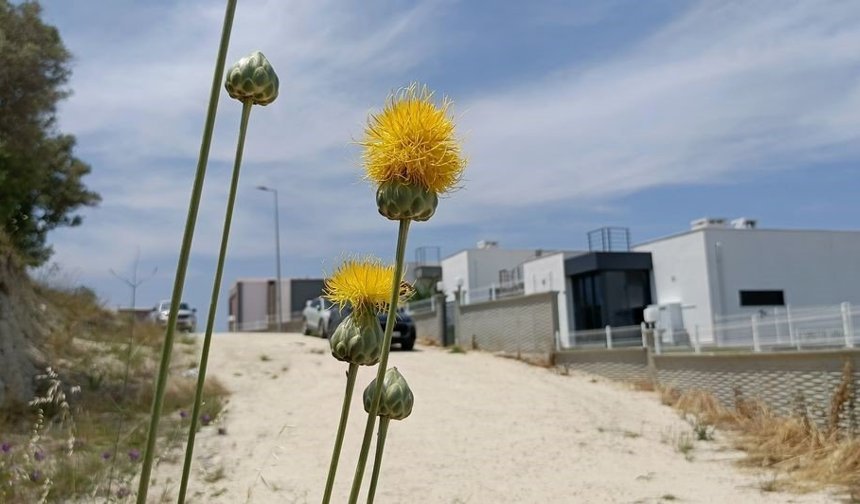 Doğaseverlerden Tülüşah için 'acil koruma' çağrısı