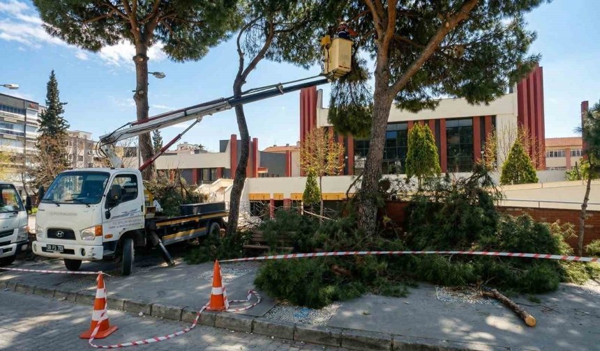 Efeler'de yüksek çam ağaçları bakıma alındı