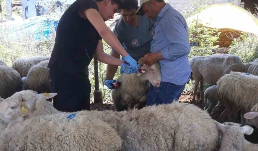 Karpuzlu'da küçükbaş hayvanlar kayıt altına alınıyor
