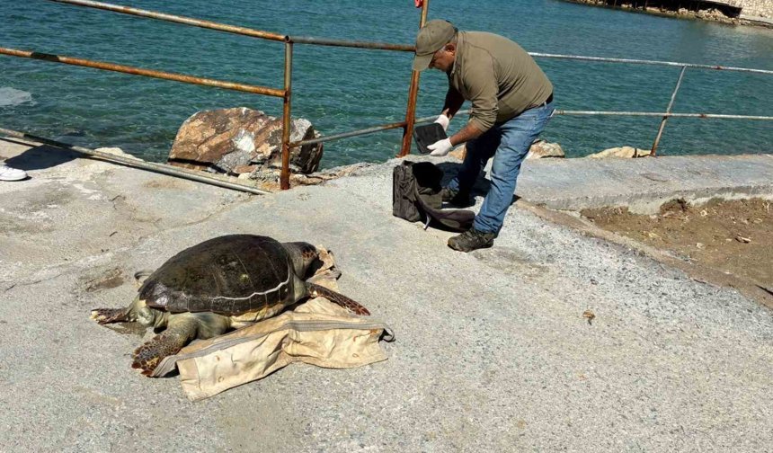 Kuşadası Körfezi'nde 'deniz kaplumbağası' alarmı