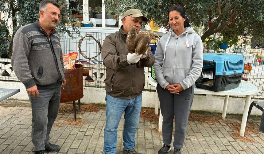 Kuşadası'nda yaralı şahin tedavisinin ardından doğaya bırakıldı