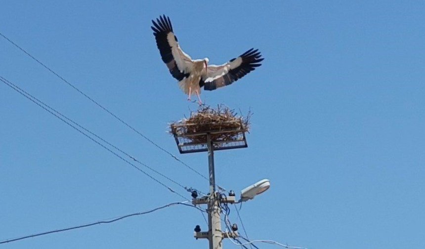 Sazlı'da leylekler yeni yuvasına kavuştu